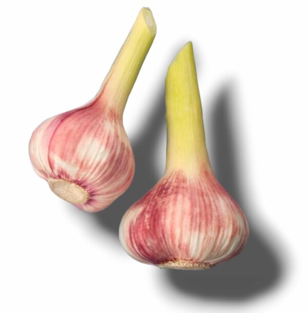 AIL FRAIS VIOLET