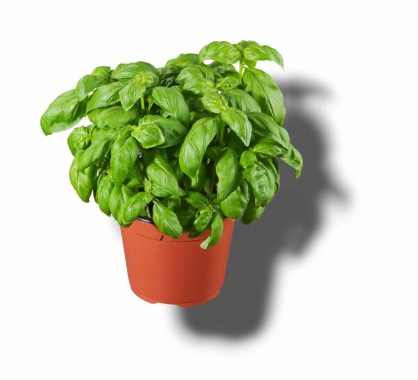 BASILIC LE POT