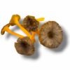 CHANTERELLE GRISE