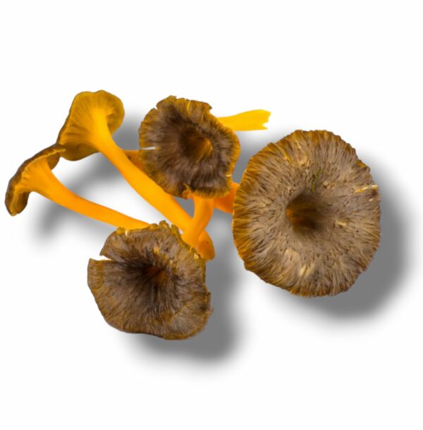 CHANTERELLE GRISE