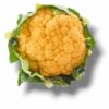 CHOU FLEUR ORANGE