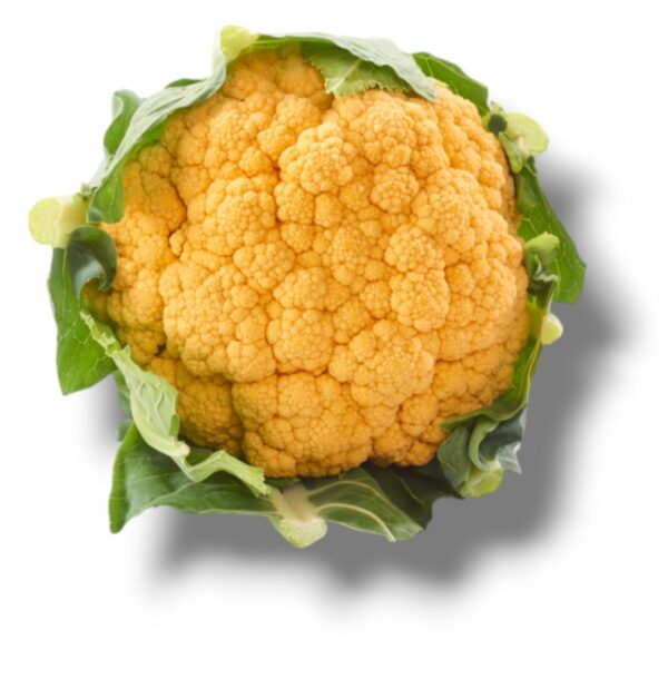 CHOU FLEUR ORANGE