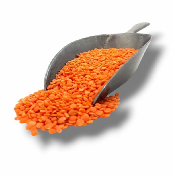 LENTILLE CORAIL – Image 2