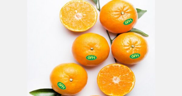 MANDARINE ORRI PETIT CALIBRE