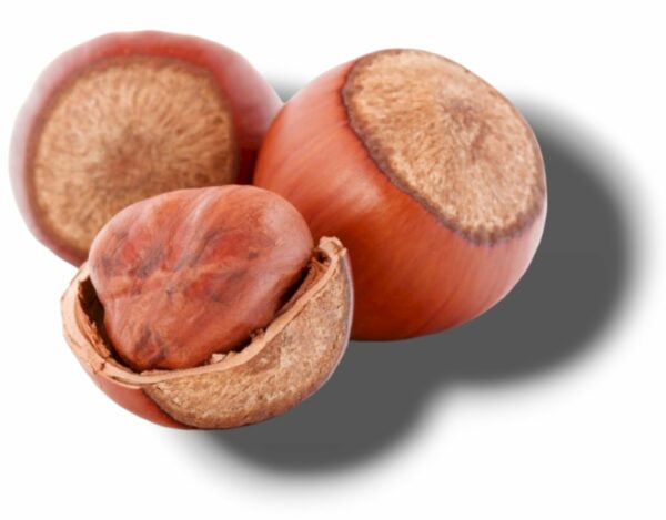 NOISETTES