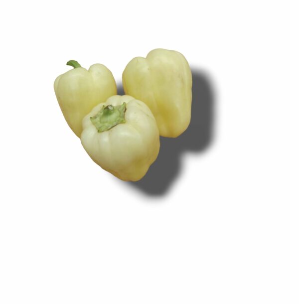 POIVRON BLANC