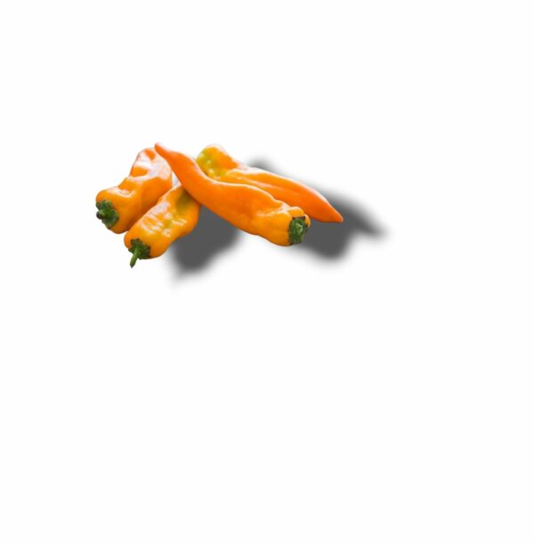 POIVRON CORNE DE BOEUF ORANGE