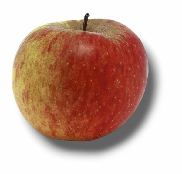 POMME BOSKOOP