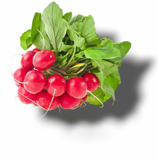 RADIS ROUGE BOTTE