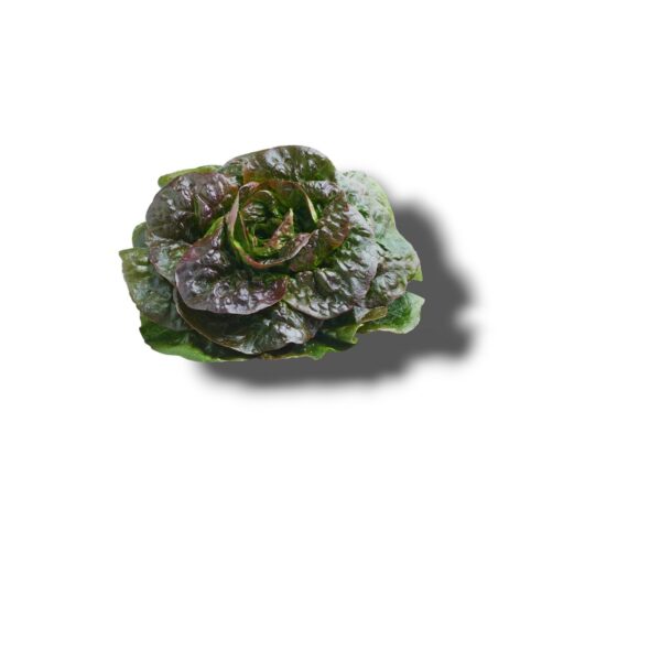 SALADE ROUGETTE