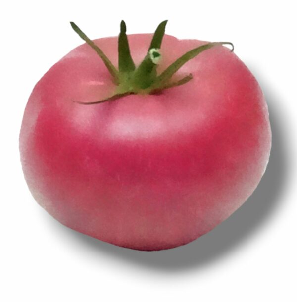 TOMATE RONDE ROSE DE BERNE DU LOIRET