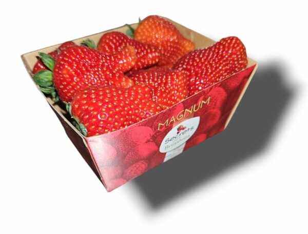 FRAISE MAGNUM PANIER 500 GR