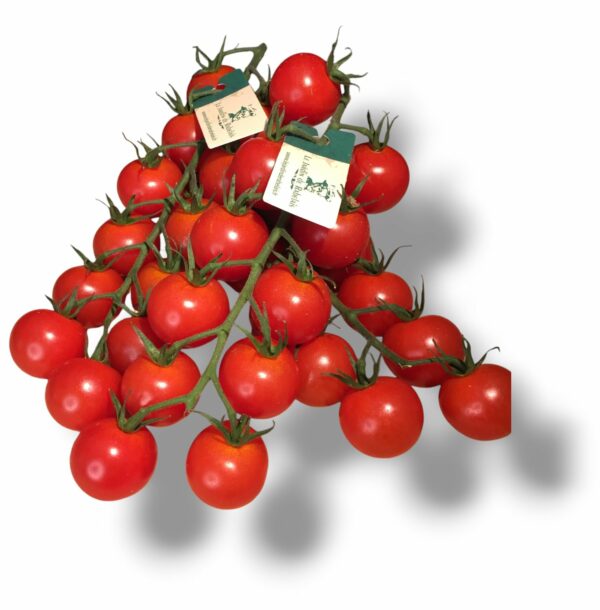 TOMATE CERISE GRAPPE ROUGE JARDIN DE RABELAIS