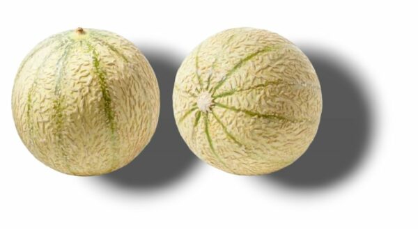 MELON CALIBRE PETIT