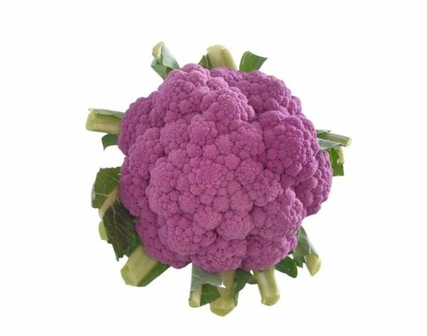 CHOU FLEUR VIOLET