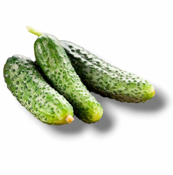 CORNICHON DE SOLOGNE