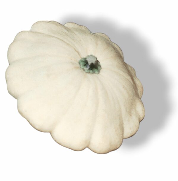 COURGE PATISSON BLANC