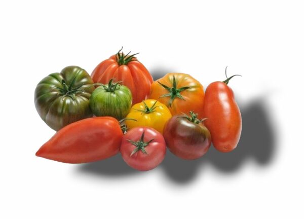 TOMATE VARIETEE ANCIENNE