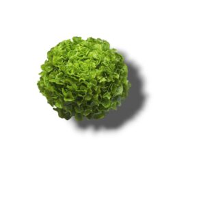 SALADE FEUILLE DE CHENE BLONDE