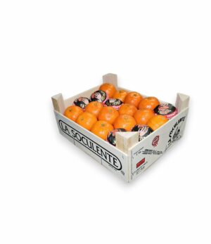 CLEMENTINE LA SOCULENTE LE MINI PLATEAU DE 2 KG