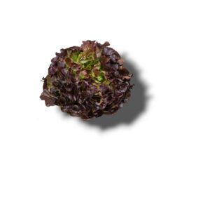 SALADE FEUILLE DE CHENE ROUGE