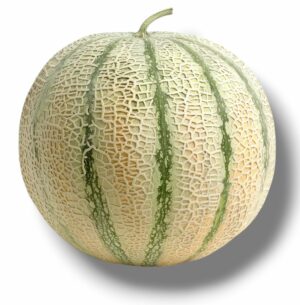 MELON CALIBRE GROS