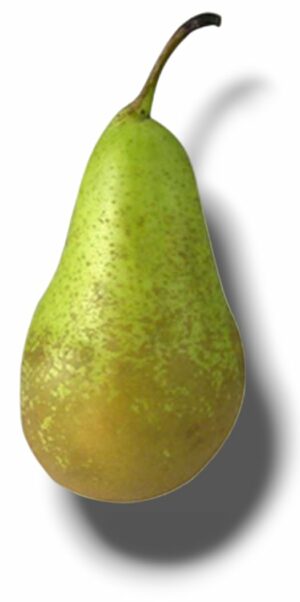 POIRE CONFERENCE DU LOIRET GROS CALIBRE