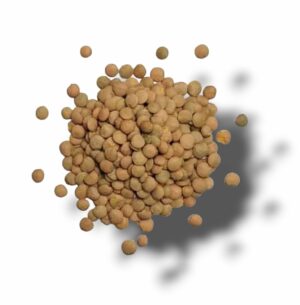 LENTILLE BLONDE LE MOULIN LAURENTAIS