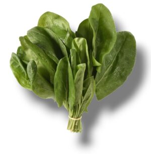 OSEILLE DU LOIRET BOTTE