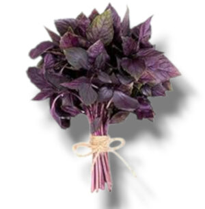 BASILIC POURPRE BOTTE