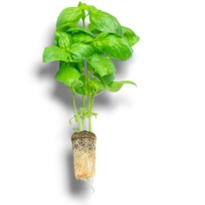 BASILIC BOTTE AVEC RACINE