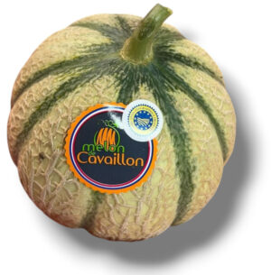 MELON IGP DE CAVAILLON