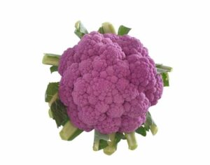 CHOU FLEUR VIOLET