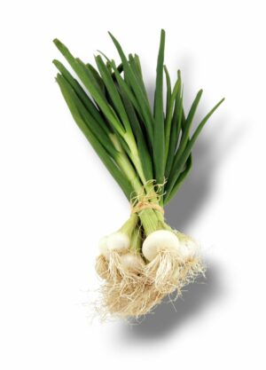 OIGNON BLANC BOTTE