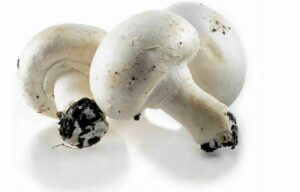CHAMPIGNON DE PARIS