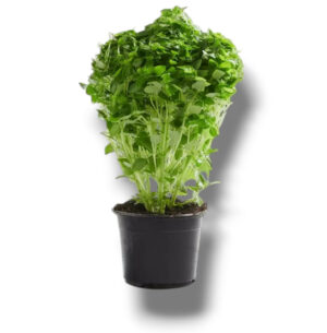 BASILIC EN POT