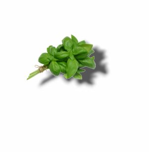 BASILIC BOTTE