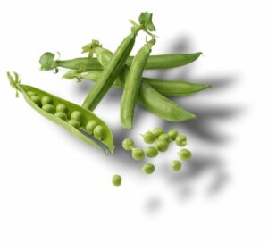 PETIT POIS