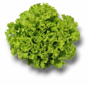 SALADE BATAVIA