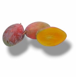 MANGUE VIOLETTE PETIT CALIBRE