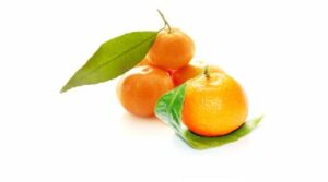 CLEMENTINE A FEUILLE