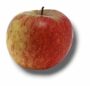 POMME BOSKOOP